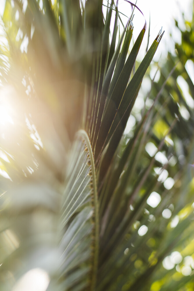 Nadja Jacke Fotokunst Palme  Palmenwedel leuchtet im 