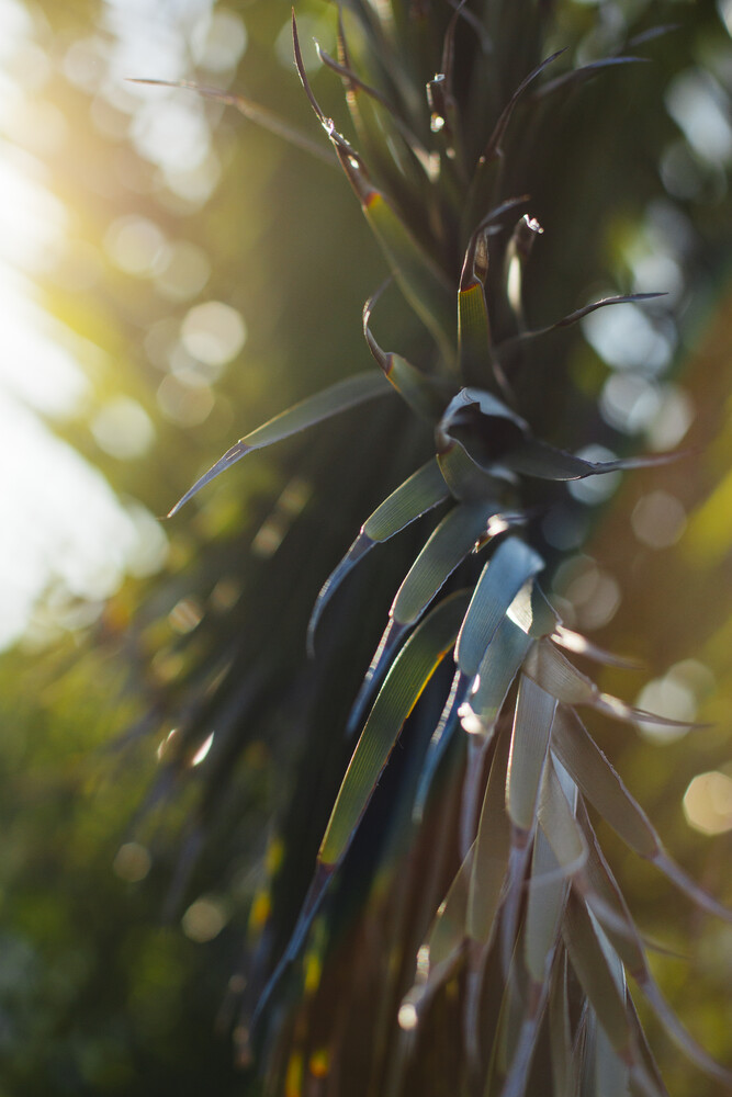 Nadja Jacke Fotokunst Palme  Palmenwedel leuchtet im 