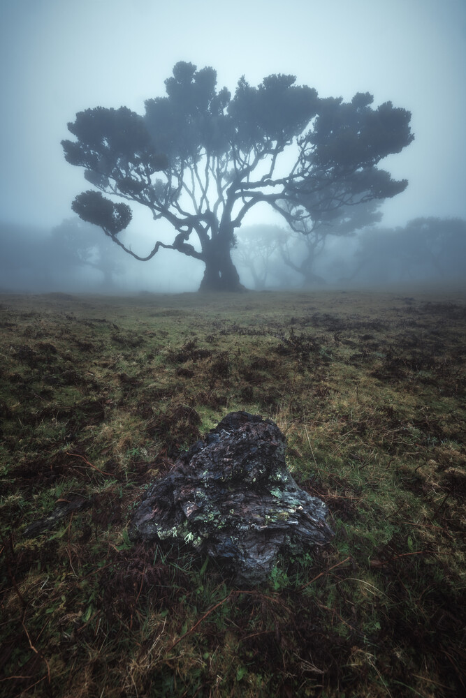 Jean Claude Castor Fotokunst Madeira Lorbeerwald Fanal Mit Nebel Photocircle