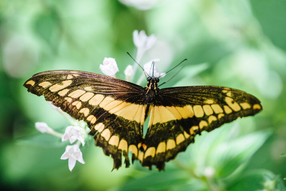 Peter Wey Fotokunst Schmetterling Gelb Schwarz Gestreift Photocircle