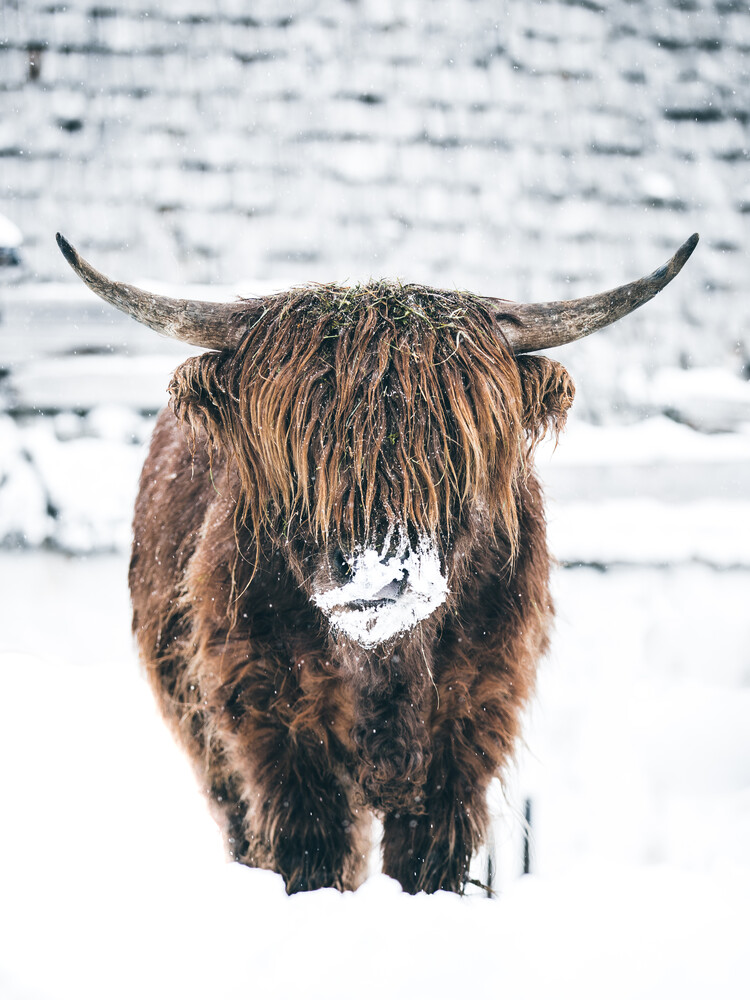 Lars Schmucker Fotokunst - 'Galloway Rind im Winter ...