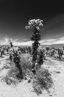 Melanie Viola Cholla Cactus Garden Joshua Tree National Park Photocircle Net