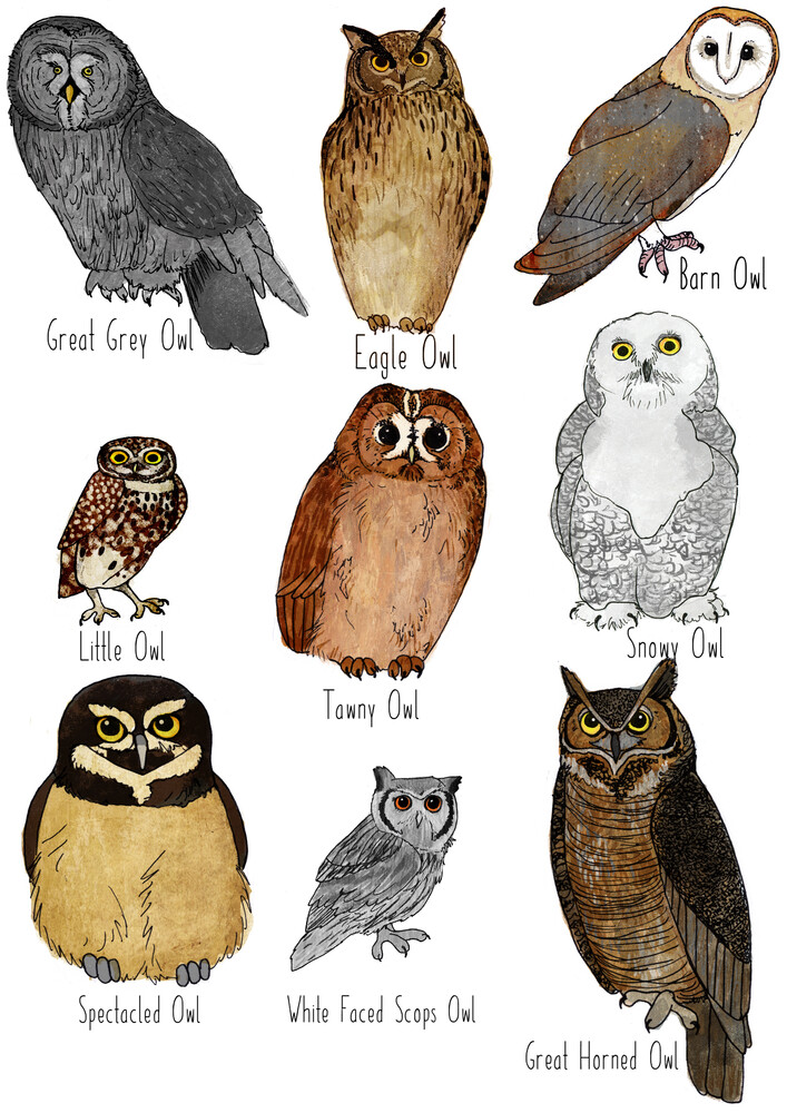 katherine-blower-types-of-owls-photocircle