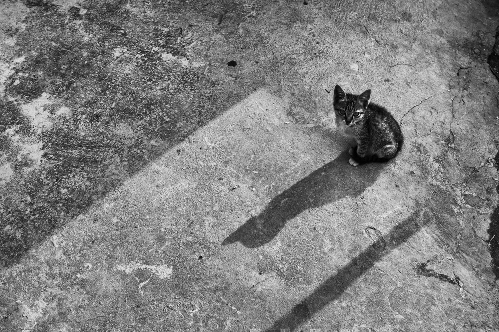 Michael Wagener Lonely Cat Photocircle Net