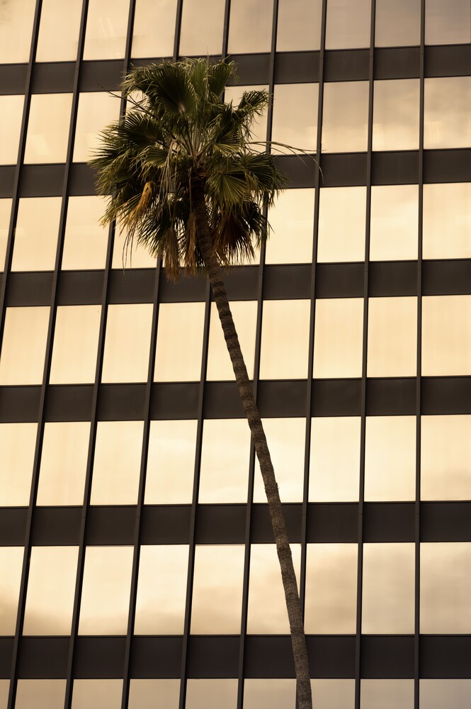 Tonio Bessa Beverly Hills Palm Tree Photocircle Net