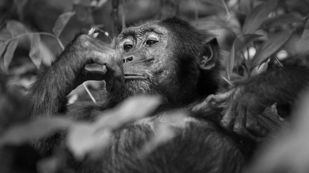 Chimpanzee Uganda - Fineart photography by Dennis Wehrmann