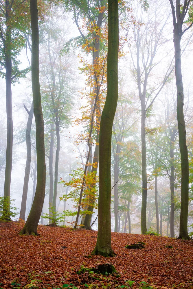 Autumn Mood in the Woods - Fineart photography by Martin Wasilewski