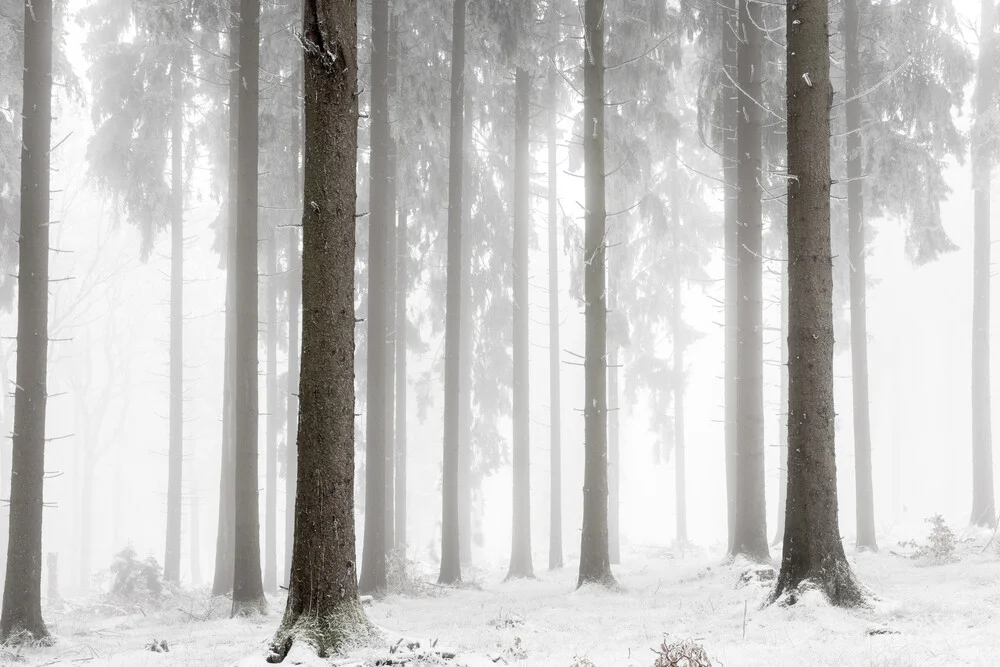 Winter Forest - Fineart photography by Mareike Böhmer