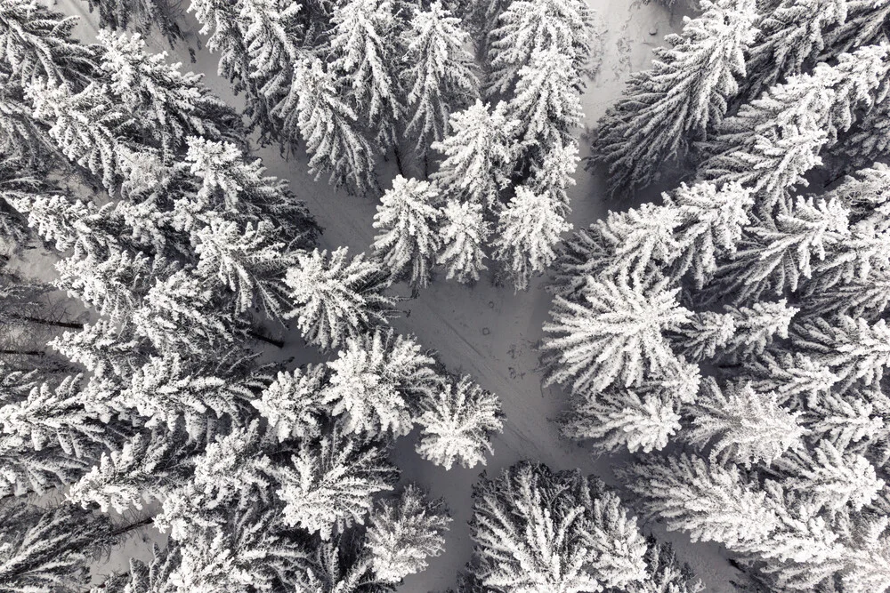 Aerial view winter forest - Fineart photography by Oliver Henze