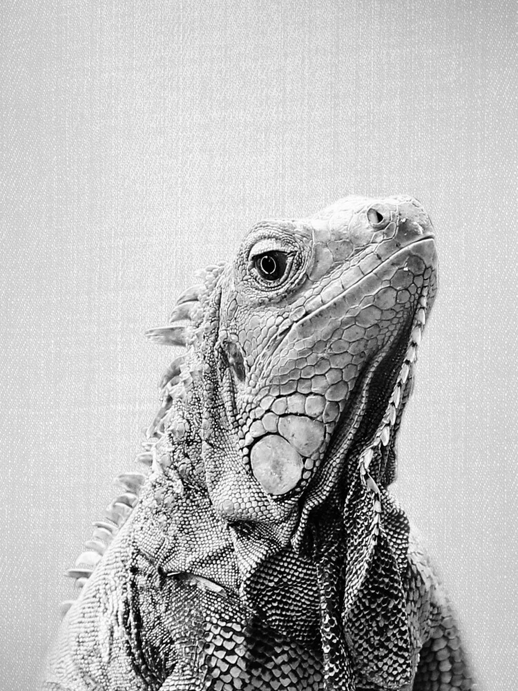 Iguana - Black & White - fotokunst von Gal Pittel