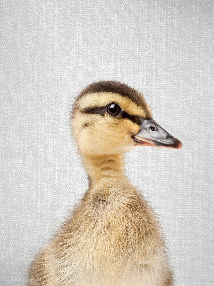 Duckling - Fineart photography by Gal Pittel