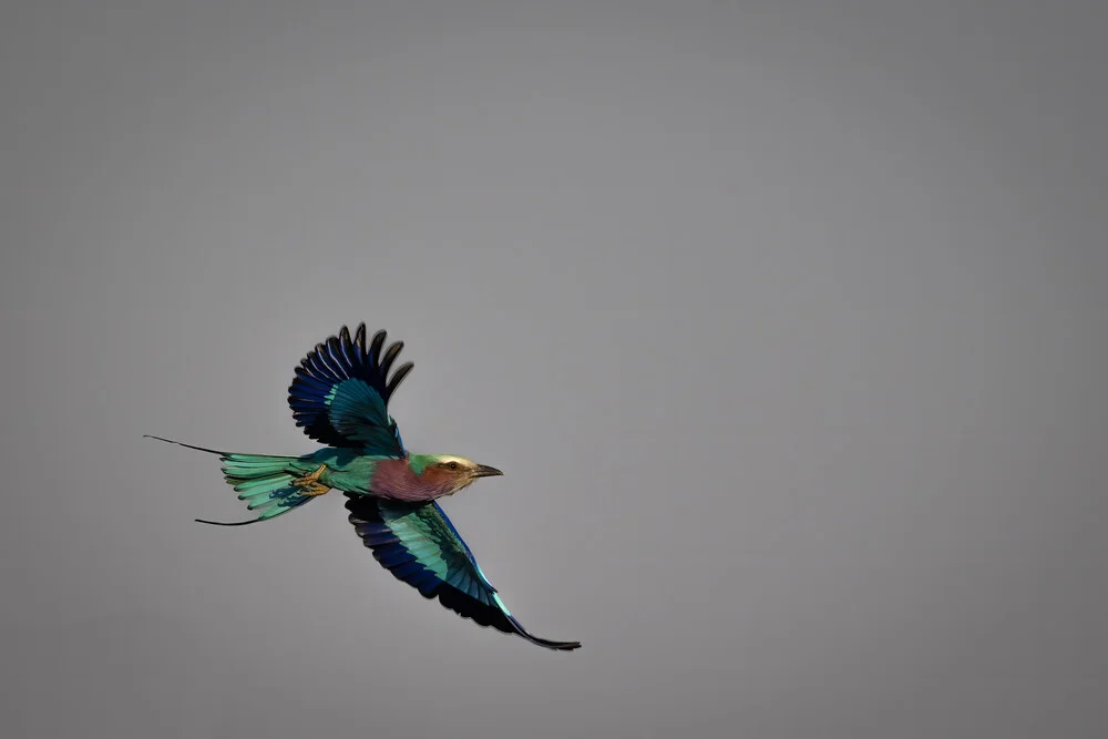 Lilac Breasted Roller Portrait - Fineart photography by Dennis Wehrmann