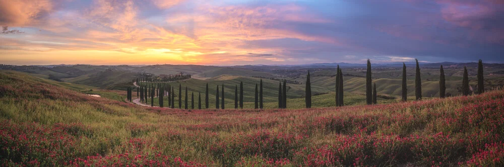 Toskana Zypressen zum Sonnenuntergang Panorama - Fineart photography by Jean Claude Castor