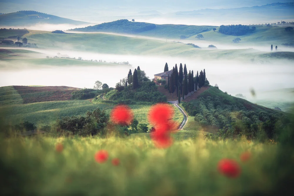 Toskana Val d'Orcia Podere Belvedere mit Mohnblumen und Nebel - fotokunst von Jean Claude Castor