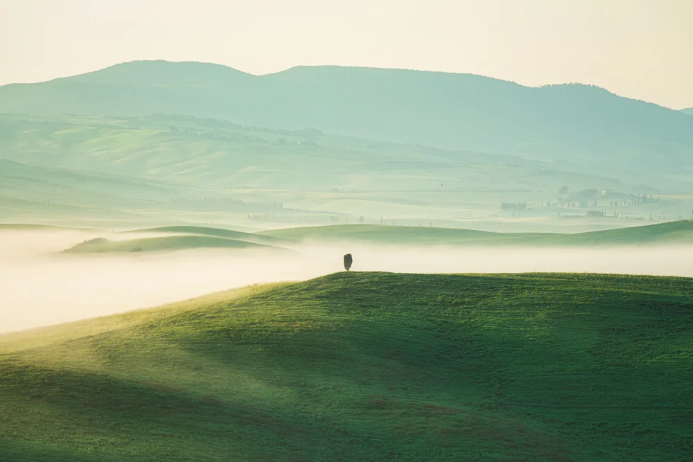 Toskana Zypresse im Val d'Orcia und Morgenlicht - fotokunst von Jean Claude Castor