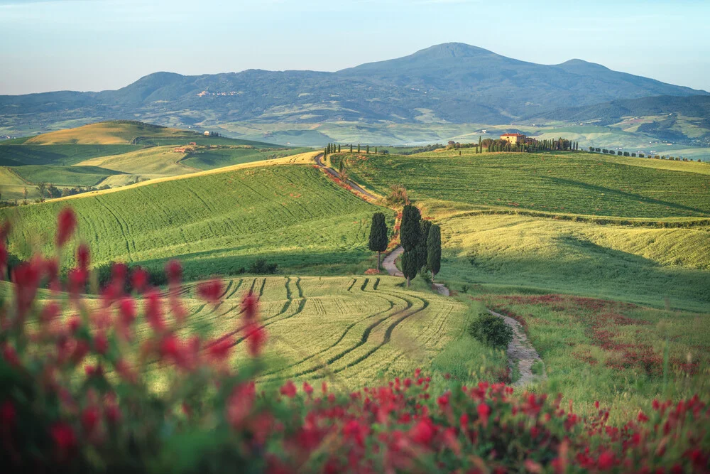 Toskana Graslandschaft mit Zypressen am Morgen - fotokunst von Jean Claude Castor