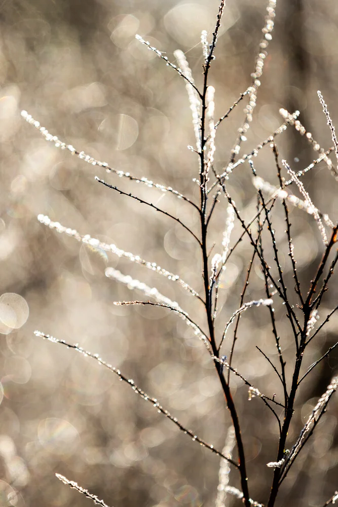 A Winter Morning 5 - Fineart photography by Mareike Böhmer