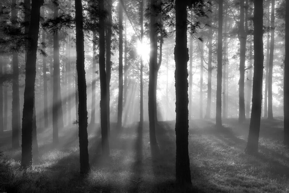 forrest - fotokunst von Christoph Schaarschmidt