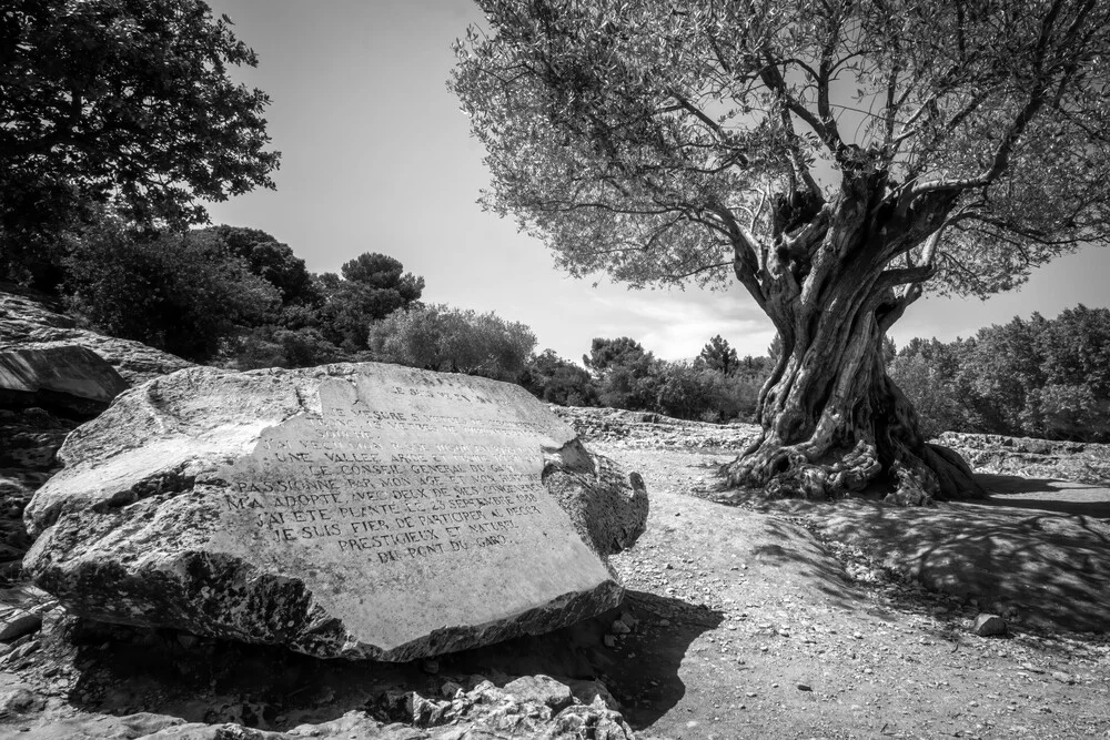 olive tree - fotokunst von Christoph Schaarschmidt