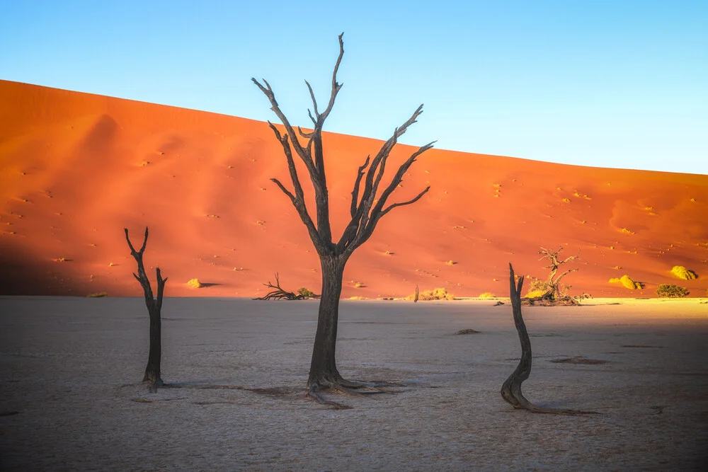 Namibia Deadvlei Erstes Licht - fotokunst von Jean Claude Castor