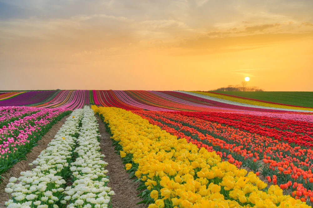 Tulpenfeld bei Sonnenuntergang - fotokunst von Michael Valjak