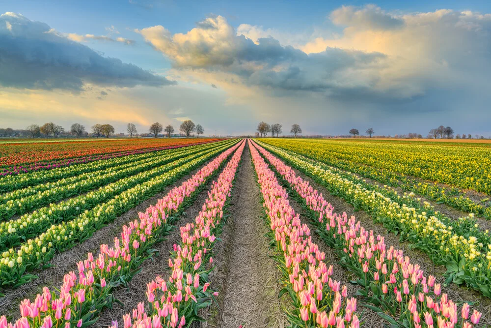 Tulip field in the evening sun - Fineart photography by Michael Valjak