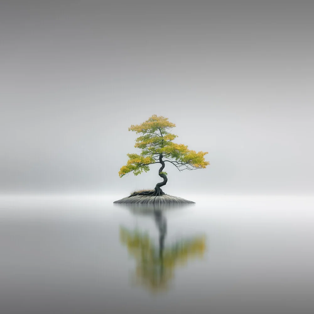 Bonsai II - Fineart photography by Ronny Behnert