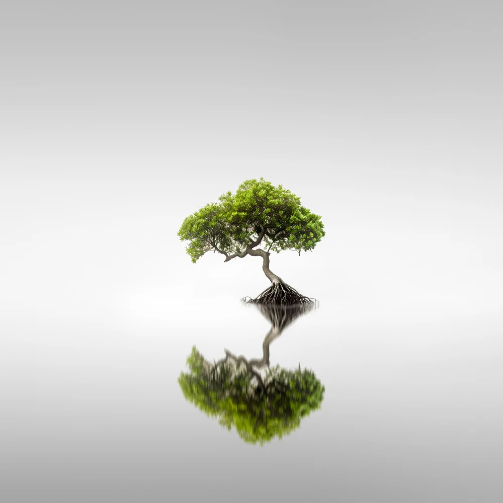 Mangroves III - fotokunst von Ronny Behnert