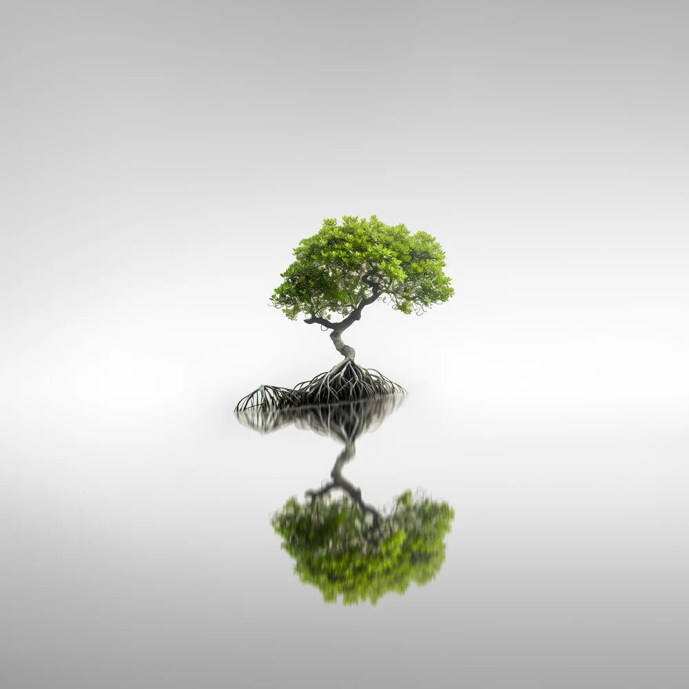 Mangroves I - fotokunst von Ronny Behnert