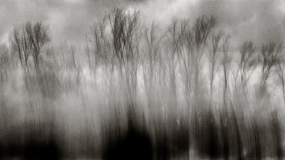 Dancing Trees - Fineart photography by J. Daniel Hunger