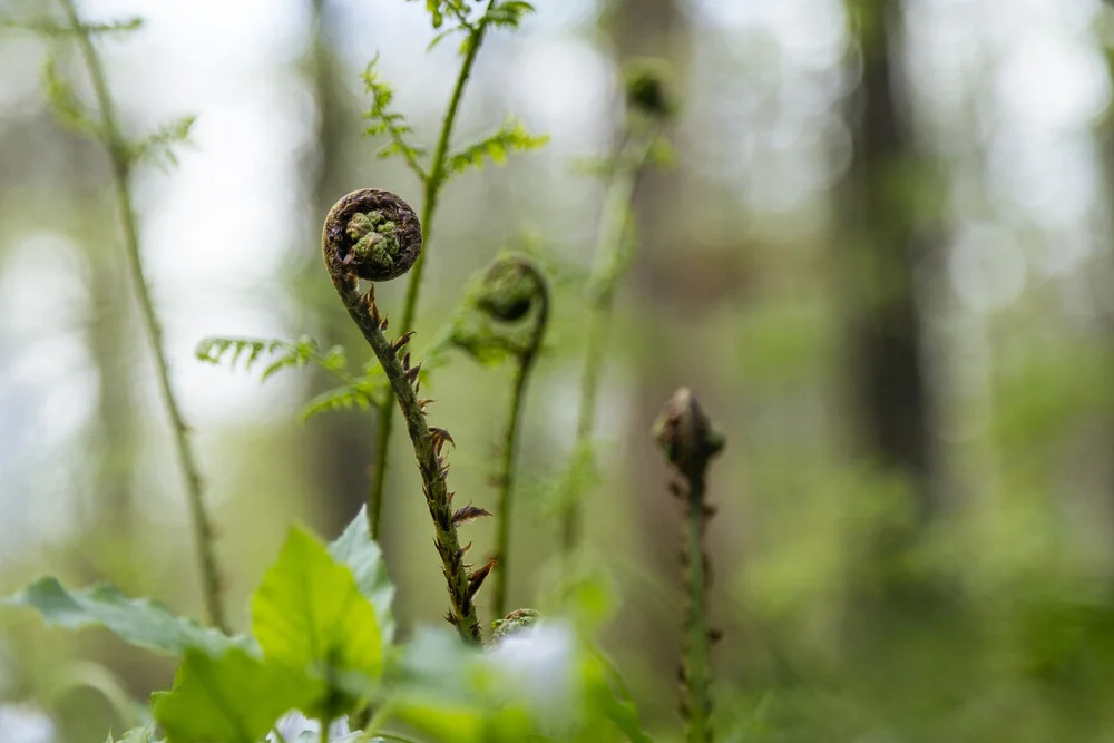 Fern roll - Fineart photography by Nadja Jacke