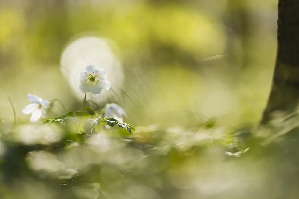 Wood anemone in the forest - Fineart photography by Nadja Jacke