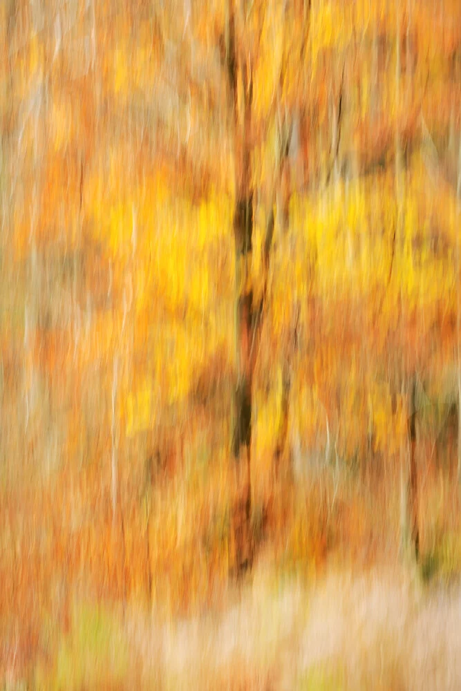 Herbstliches Abstrakt - Atelier Natur - fotokunst von Rolf Schnepp