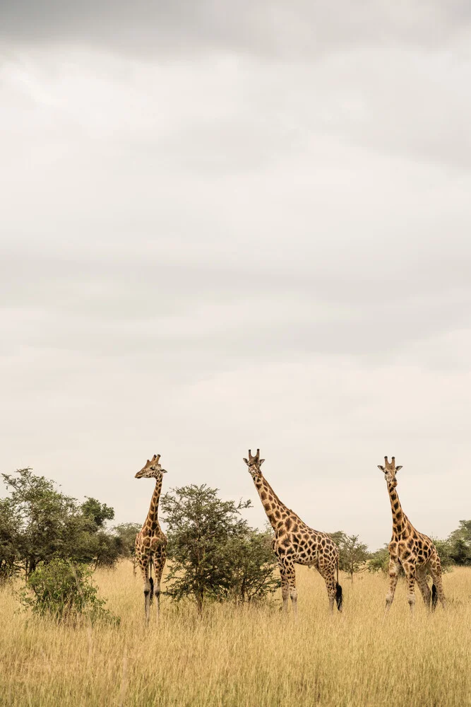 Giraffes in Africa - Fineart photography by Photolovers .