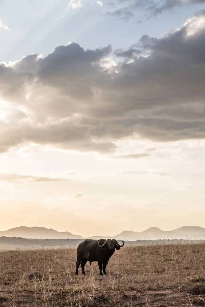 African Buffalo in Uganda - Fineart photography by Photolovers .