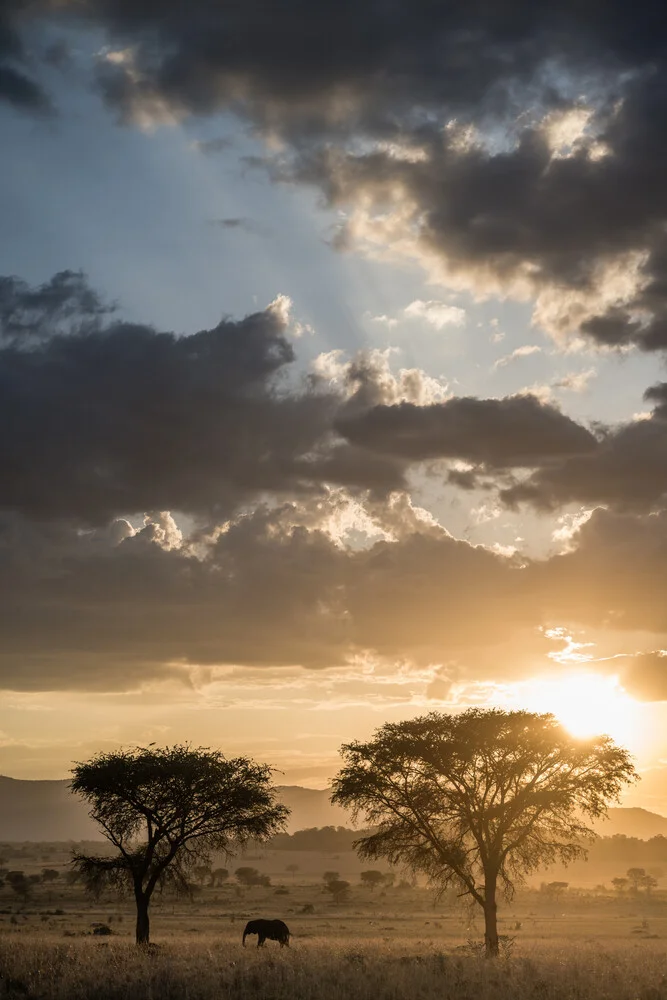 Sunset with an Elephant - fotokunst von Photolovers .