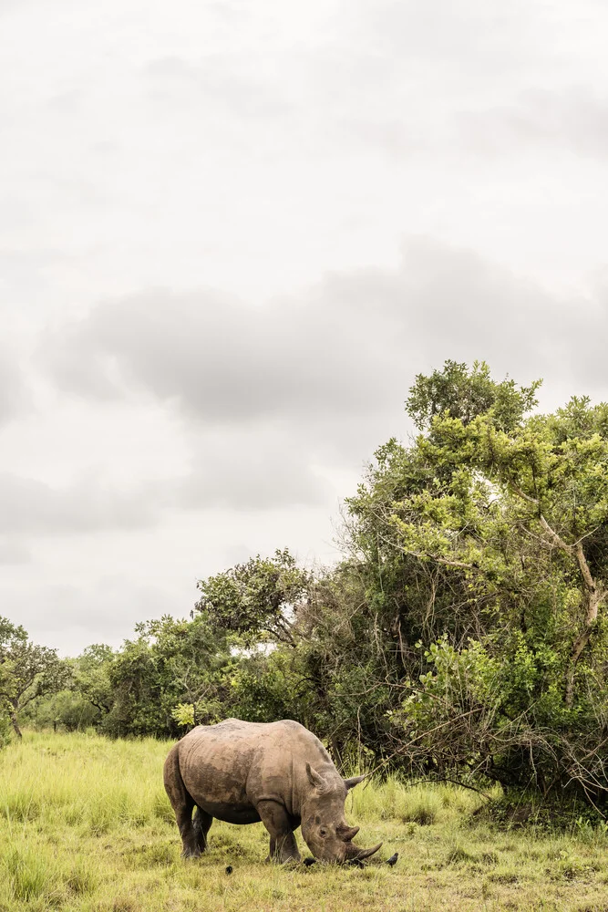 Rhino in Africa - Fineart photography by Photolovers .