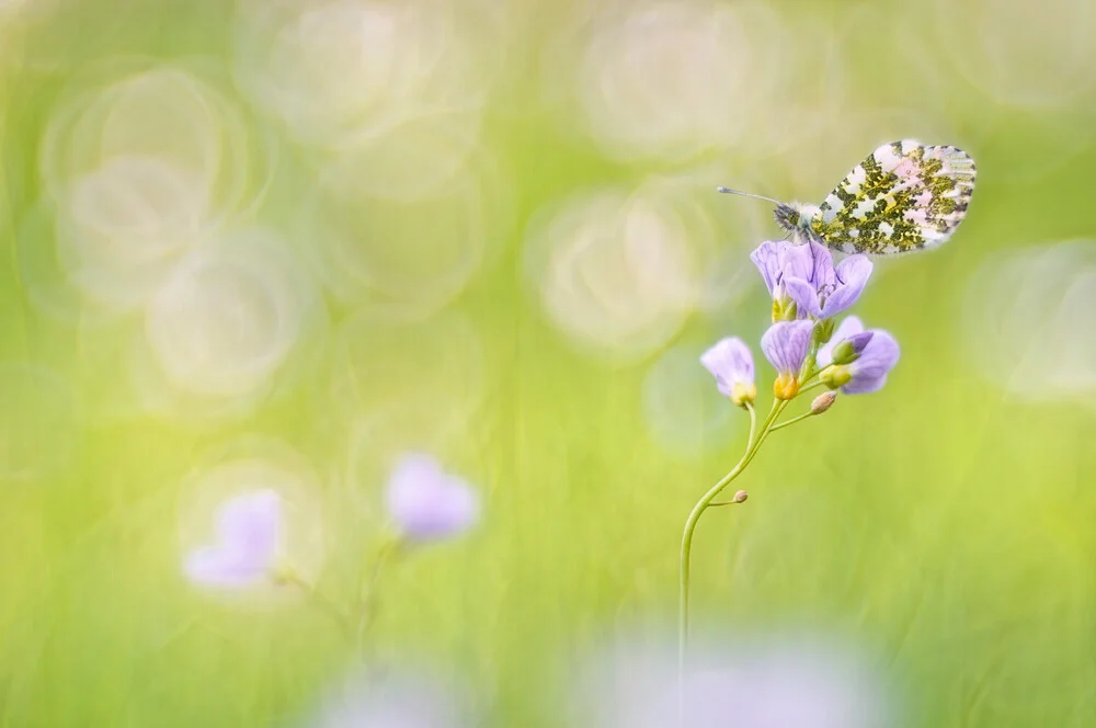 Orange Tip on a white blossom - Fineart photography by Rolf Schnepp