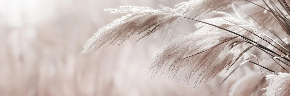 Delicate pampas grass in panorama - Fineart photography by Melanie Viola