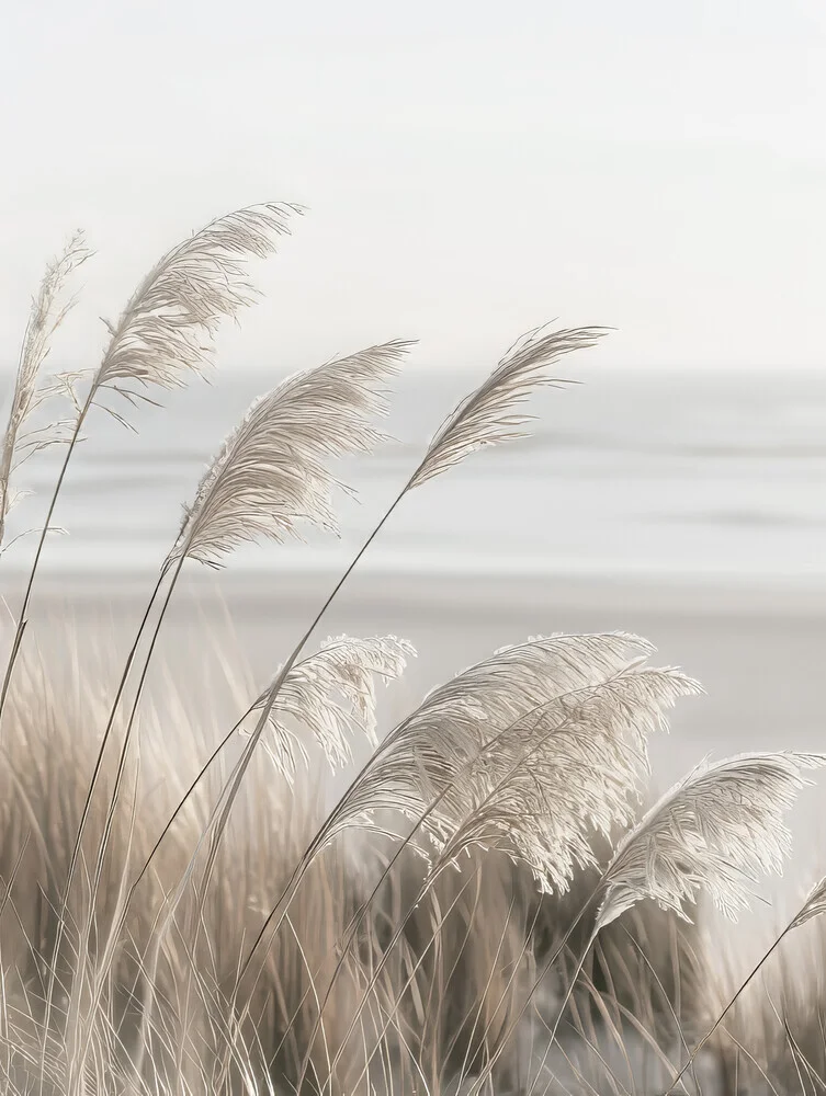 Pampas grass at the coast - Fineart photography by Melanie Viola