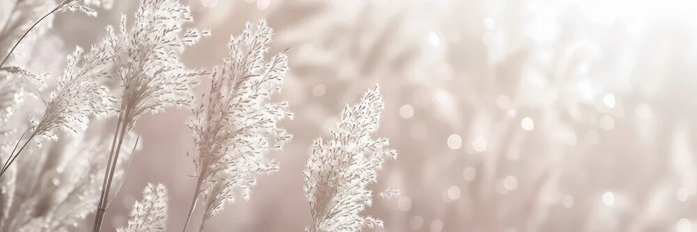 Pampas grass panorama in sunlight - Fineart photography by Melanie Viola