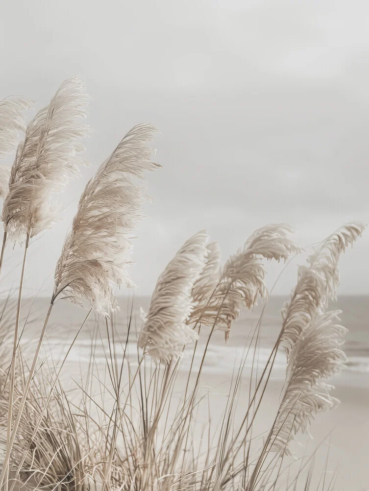 Pampas grass at the beach - Fineart photography by Melanie Viola