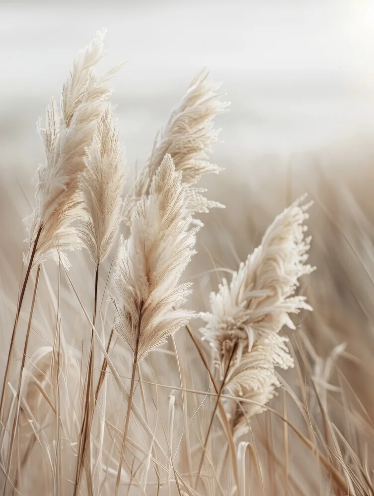 Pampas grass by the sea - Fineart photography by Melanie Viola