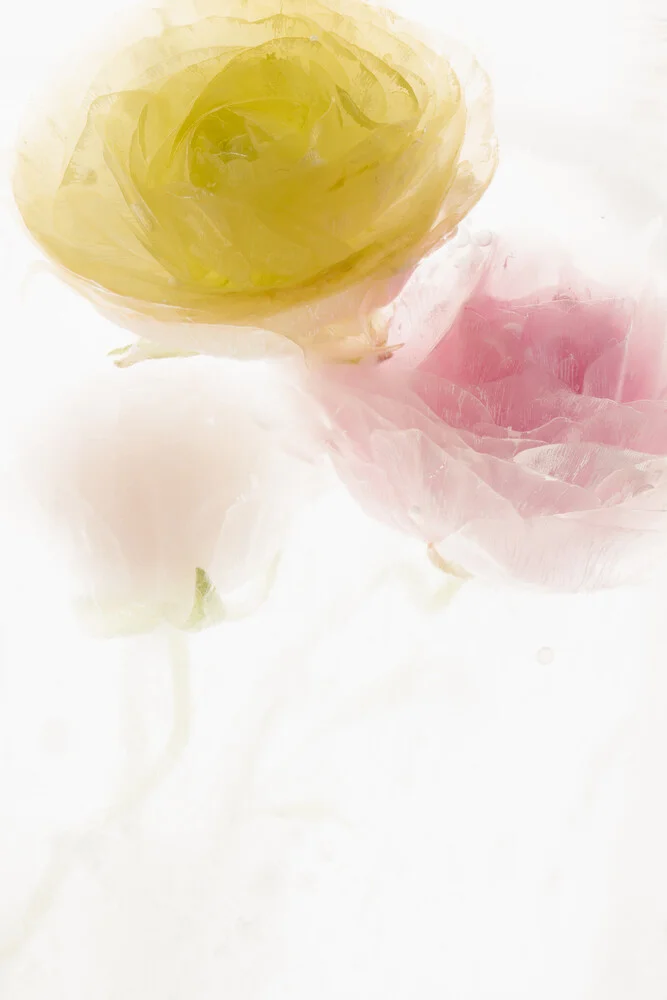 Ranunculus in crystal clear ice - Fineart photography by Marc Heiligenstein