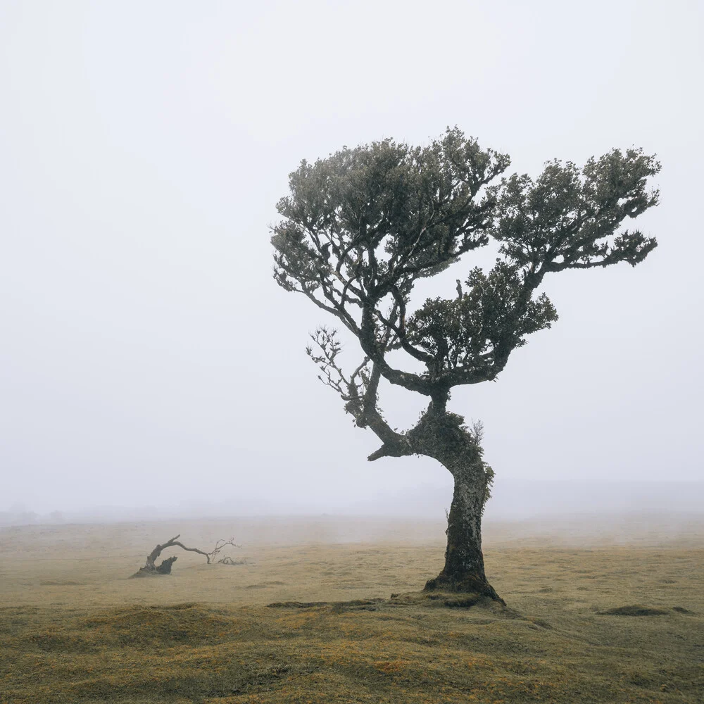 Laurel tree in Fanal - Fineart photography by Franz Sussbauer