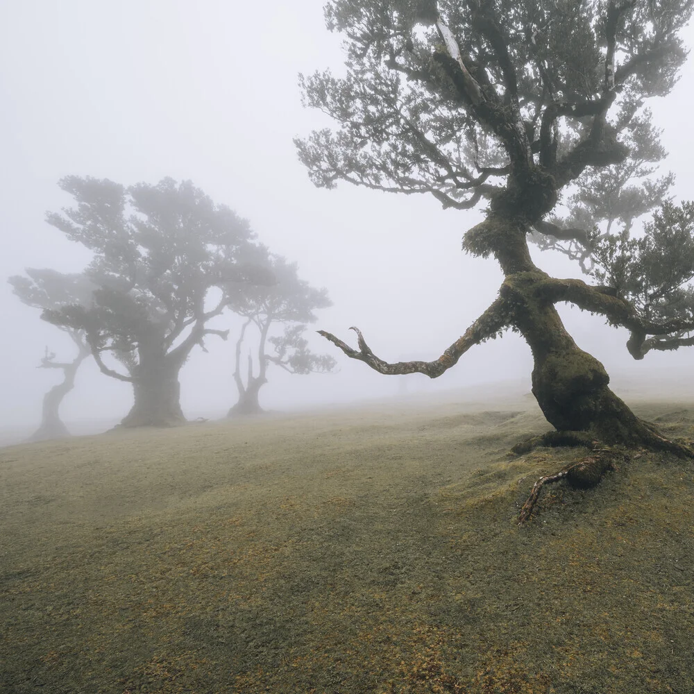 The Witcher of Fanal - Fineart photography by Franz Sussbauer