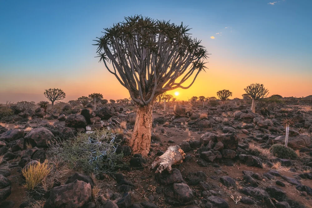 Namibia Quiver Tree Forest - Fineart photography by Jean Claude Castor