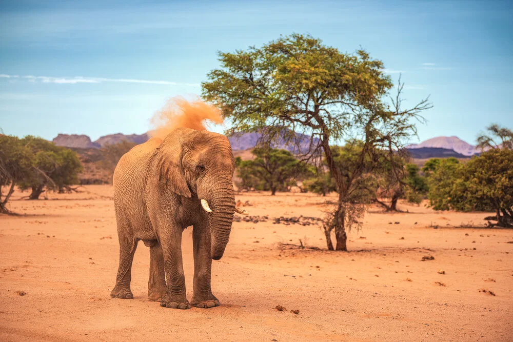 Namibia Damaraland Wüstenelefant trägt Makeup auf - fotokunst von Jean Claude Castor