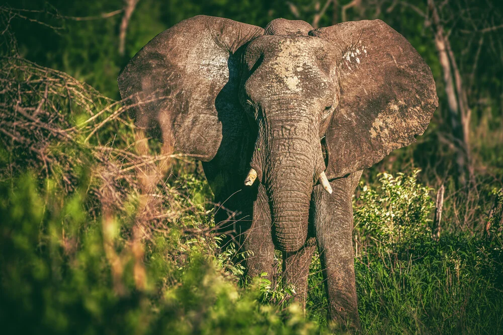 Namibia Etosha Elefant Portrait - Fineart photography by Jean Claude Castor