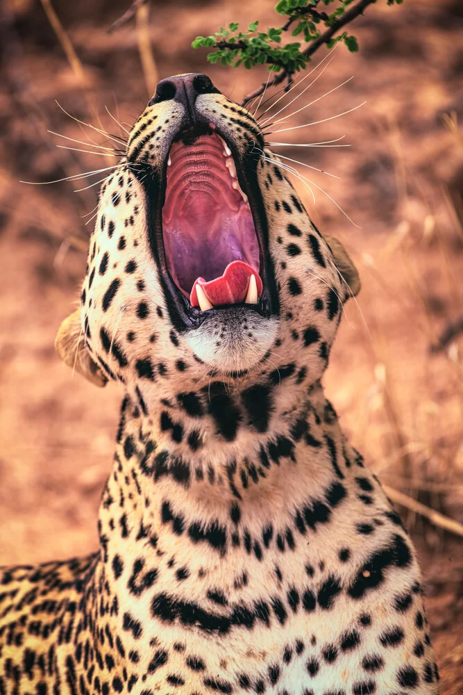 Namibia Gähnender Leopard - Fineart photography by Jean Claude Castor